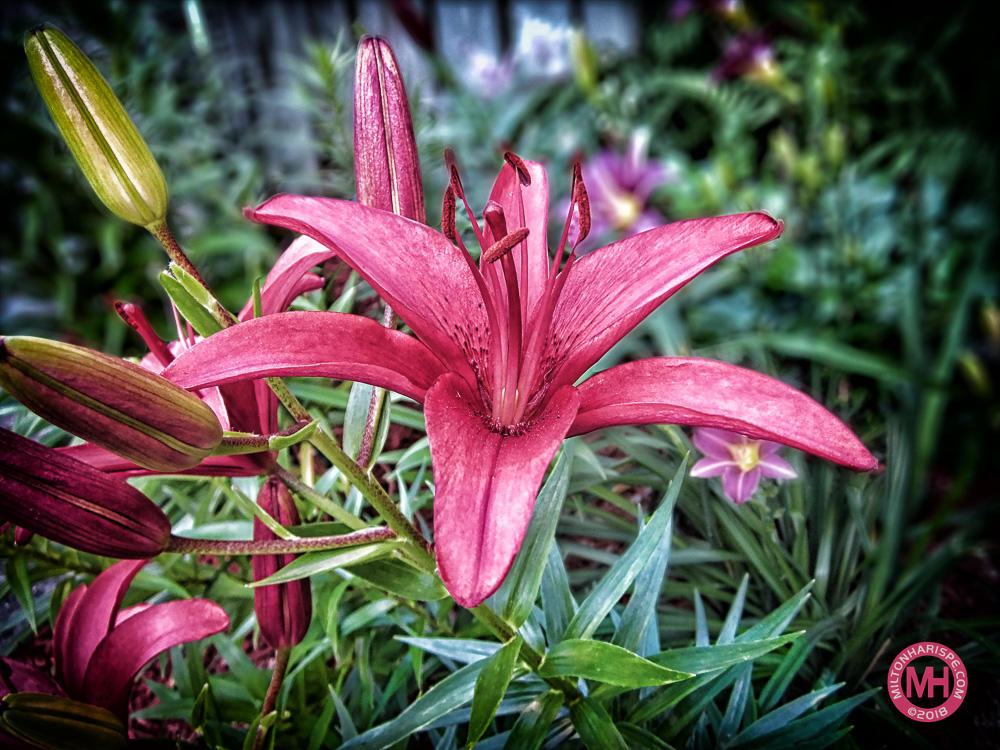 IMG_0058 copy-Edit.jpg